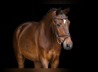 Andere Rassen, Ruin, 17 Jaar, 148 cm, Bruin