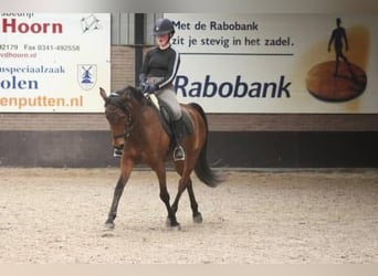 Andere Rassen Mix, Ruin, 17 Jaar, 153 cm, Bruin