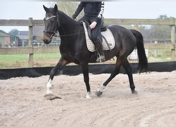 Andere Rassen, Ruin, 17 Jaar, 156 cm, Donkerbruin