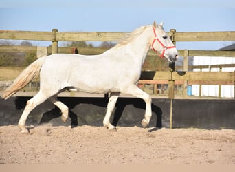 Andere Rassen, Ruin, 17 Jaar, 158 cm, Schimmel