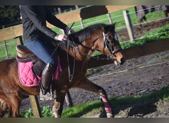 Andere Rassen, Ruin, 18 Jaar, 134 cm, Bruin