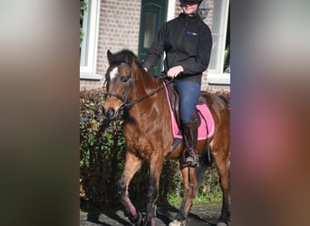 Andere Rassen, Ruin, 18 Jaar, 134 cm, Bruin