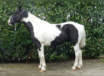 Andere Rassen, Ruin, 18 Jaar, 154 cm, Gevlekt-paard