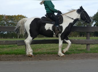 Andere Rassen, Ruin, 18 Jaar, 154 cm, Gevlekt-paard