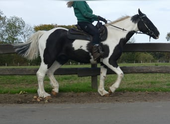 Andere Rassen, Ruin, 18 Jaar, 154 cm, Gevlekt-paard