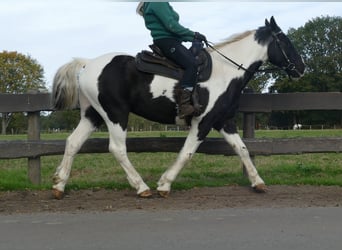 Andere Rassen, Ruin, 18 Jaar, 154 cm, Gevlekt-paard