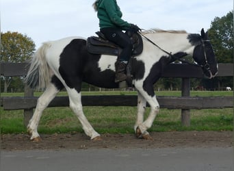 Andere Rassen, Ruin, 18 Jaar, 154 cm, Gevlekt-paard