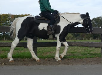 Andere Rassen, Ruin, 18 Jaar, 154 cm, Gevlekt-paard