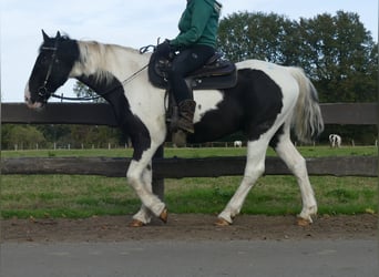 Andere Rassen, Ruin, 18 Jaar, 154 cm, Gevlekt-paard