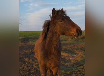 Andere Rassen Mix, Ruin, 1 Jaar, Zwartbruin