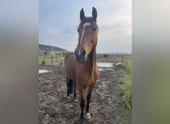 Andere Rassen Mix, Ruin, 20 Jaar, 162 cm, Bruin
