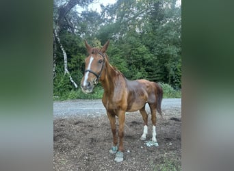 Andere Rassen, Ruin, 20 Jaar, 183 cm, Vos