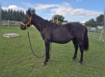 Andere Rassen Mix, Ruin, 2 Jaar, 150 cm, Zwart