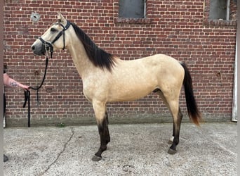 Andere Rassen Mix, Ruin, 2 Jaar, 157 cm, Falbe