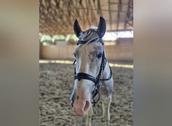 Andere Rassen Mix, Ruin, 2 Jaar, Gevlekt-paard