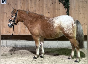 Andere Rassen Mix, Ruin, 3 Jaar, 132 cm, Gevlekt-paard