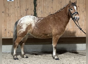 Andere Rassen Mix, Ruin, 3 Jaar, 132 cm, Gevlekt-paard