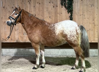 Andere Rassen Mix, Ruin, 3 Jaar, 132 cm, Gevlekt-paard