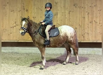 Andere Rassen Mix, Ruin, 3 Jaar, 132 cm, Gevlekt-paard