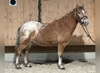 Andere Rassen Mix, Ruin, 3 Jaar, 132 cm, Gevlekt-paard