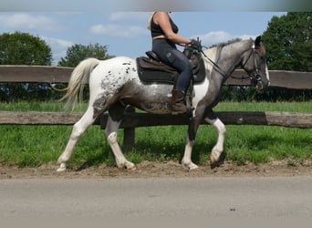 Andere Rassen, Ruin, 3 Jaar, 141 cm, Gevlekt-paard