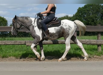 Andere Rassen, Ruin, 3 Jaar, 141 cm, Gevlekt-paard