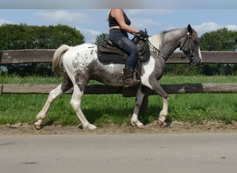 Andere Rassen, Ruin, 3 Jaar, 141 cm, Gevlekt-paard