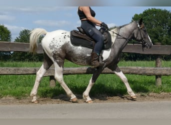 Andere Rassen, Ruin, 3 Jaar, 141 cm, Gevlekt-paard