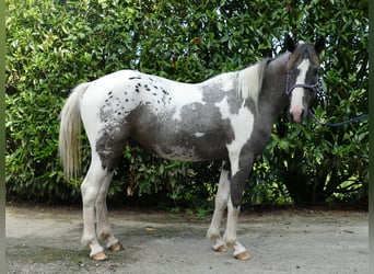 Andere Rassen, Ruin, 3 Jaar, 141 cm, Gevlekt-paard