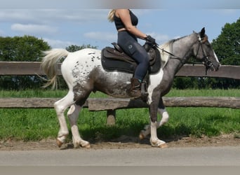 Andere Rassen, Ruin, 3 Jaar, 141 cm, Gevlekt-paard