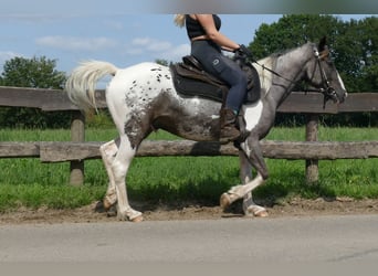 Andere Rassen, Ruin, 3 Jaar, 141 cm, Gevlekt-paard