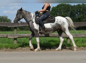 Andere Rassen, Ruin, 3 Jaar, 141 cm, Gevlekt-paard