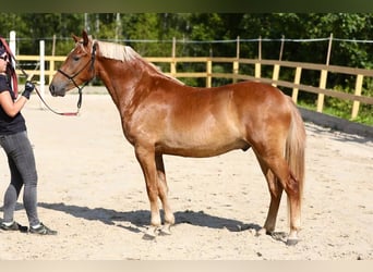 Andere Rassen, Ruin, 3 Jaar, 145 cm