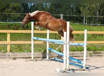 Andere Rassen, Ruin, 3 Jaar, 145 cm