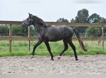 Andere Rassen, Ruin, 3 Jaar, 145 cm, Zwartschimmel