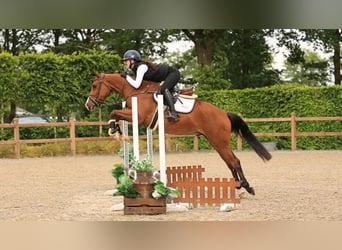Andere Rassen, Ruin, 3 Jaar, 148 cm, Bruin