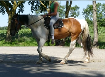 Andere Rassen, Ruin, 3 Jaar, 149 cm, Gevlekt-paard