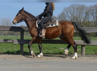 Andere Rassen, Ruin, 3 Jaar, 150 cm, Bruin