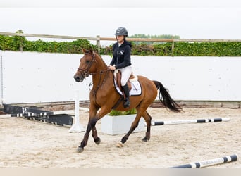 Andere Rassen, Ruin, 3 Jaar, 150 cm, Bruin