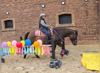 Andere Rassen, Ruin, 3 Jaar, 151 cm, Donkerbruin