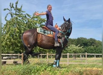 Andere Rassen, Ruin, 3 Jaar, 151 cm, Donkerbruin