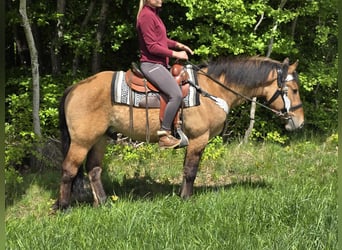 Andere Rassen, Ruin, 3 Jaar, 154 cm, Falbe