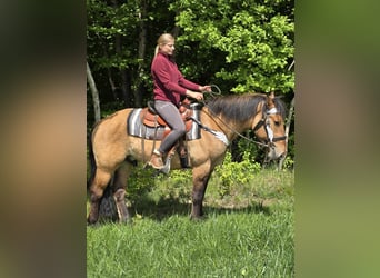 Andere Rassen, Ruin, 3 Jaar, 154 cm, Falbe