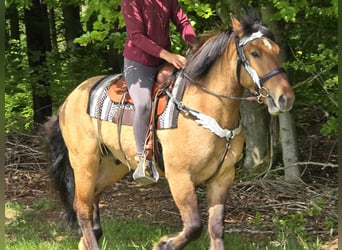 Andere Rassen, Ruin, 3 Jaar, 154 cm, Falbe