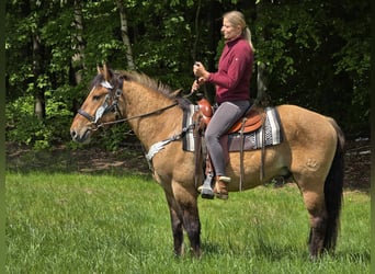 Andere Rassen, Ruin, 3 Jaar, 154 cm, Falbe