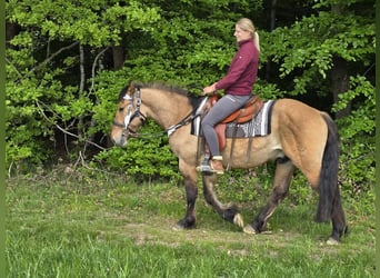 Andere Rassen, Ruin, 3 Jaar, 154 cm, Falbe