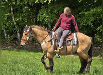 Andere Rassen, Ruin, 3 Jaar, 154 cm, Falbe