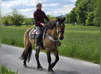 Andere Rassen, Ruin, 3 Jaar, 154 cm, Falbe