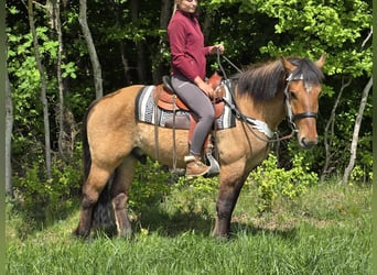 Andere Rassen, Ruin, 3 Jaar, 154 cm, Falbe