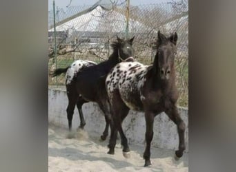 Andere Rassen, Ruin, 3 Jaar, 155 cm, Gevlekt-paard